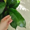 Fikus (Ficus ‘Cyathistipula’) 100-120cm