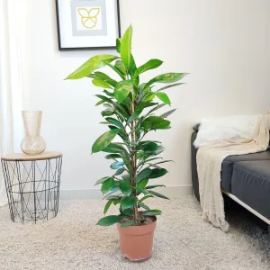 Fikus (Ficus 'Cyathistipula') 100cm