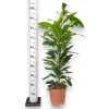 Fikus (Ficus ‘Cyathistipula’) 100-120cm