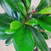 Fikus (Ficus ‘Cyathistipula’) 100-120cm