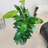 Fikus (Ficus ‘Cyathistipula’) 100-120cm
