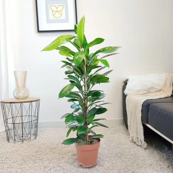 Fikus (Ficus 'Cyathistipula') 100cm