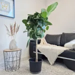 Fikus bengalski (Ficus benghalensis 'Audrey') 130cm