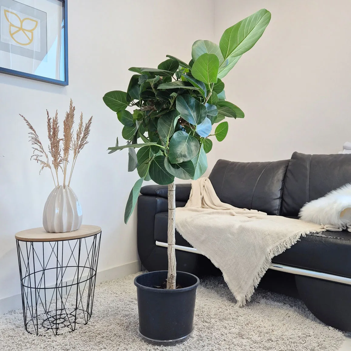 Fikus bengalski (Ficus benghalensis 'Audrey') 130cm