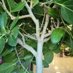 Fikus bengalski (Ficus benghalensis 'Audrey') 130cm