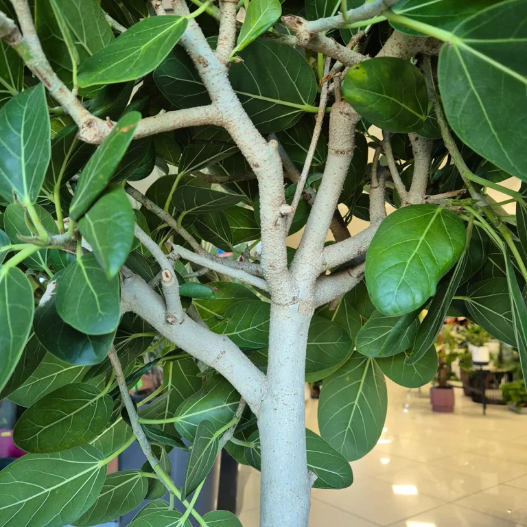 Fikus bengalski (Ficus benghalensis 'Audrey') 130cm