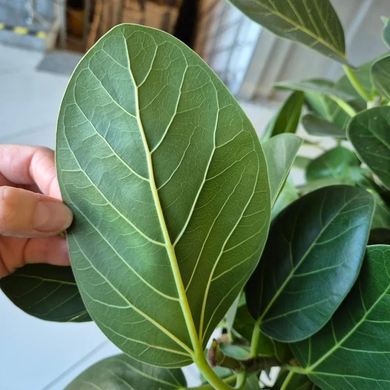 Fikus bengalski (Ficus benghalensis 'Audrey') 130cm