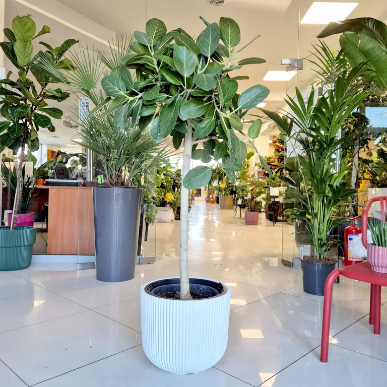 Fikus bengalski (Ficus benghalensis 'Audrey') 130cm