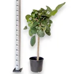 Fikus bengalski (Ficus benghalensis 'Audrey') 130cm
