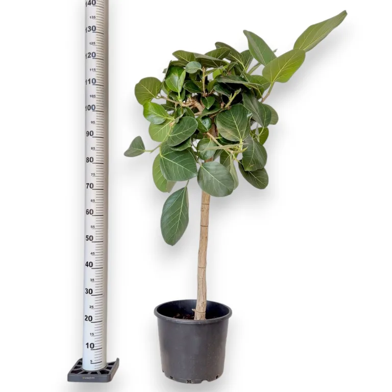 Fikus bengalski (Ficus benghalensis 'Audrey') 130cm