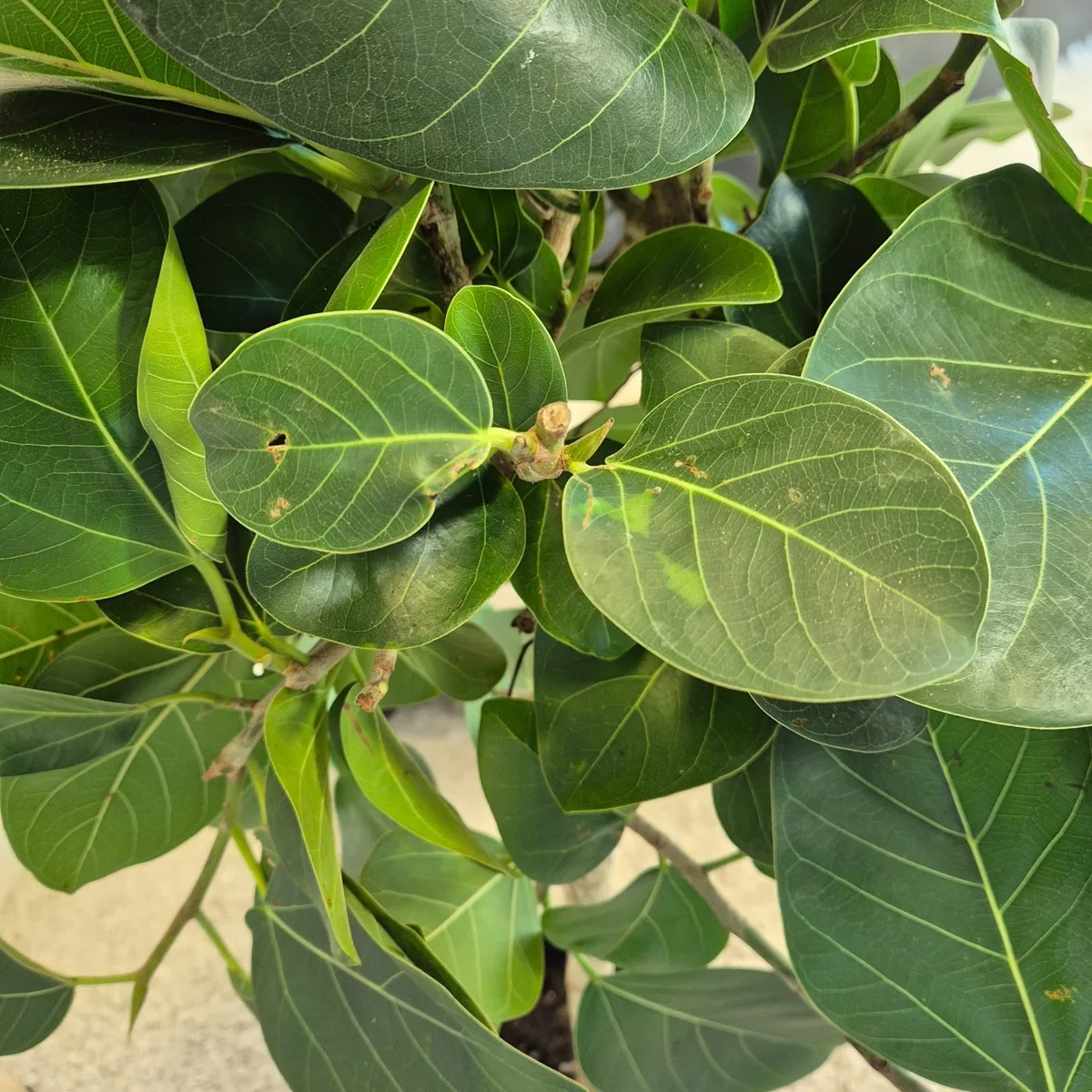 Fikus bengalski (Ficus benghalensis 'Audrey') 130cm