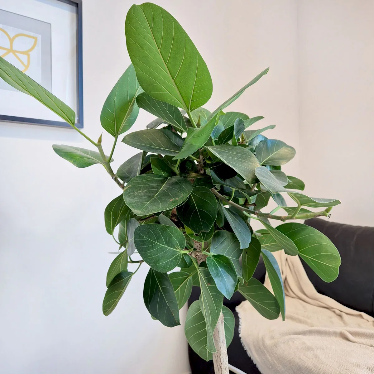 Fikus bengalski (Ficus benghalensis 'Audrey') 130cm