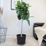 Fikus bengalski (Ficus benghalensis 'Audrey') 130cm