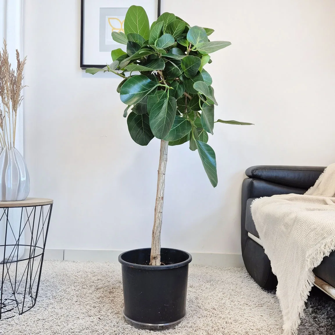 Fikus bengalski (Ficus benghalensis 'Audrey') 130cm