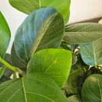 Fikus bengalski (Ficus benghalensis 'Audrey') 130cm