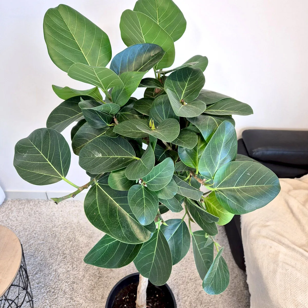 Fikus bengalski (Ficus benghalensis 'Audrey') 130cm