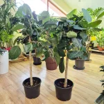 Fikus bengalski (Ficus benghalensis 'Audrey') 130cm