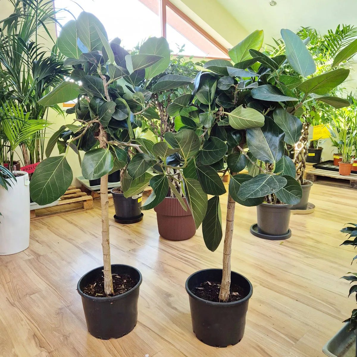 Fikus bengalski (Ficus benghalensis 'Audrey') 130cm