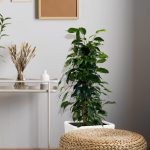 Fikus beniamiński (Ficus benjamina 'Danielle') 100cm