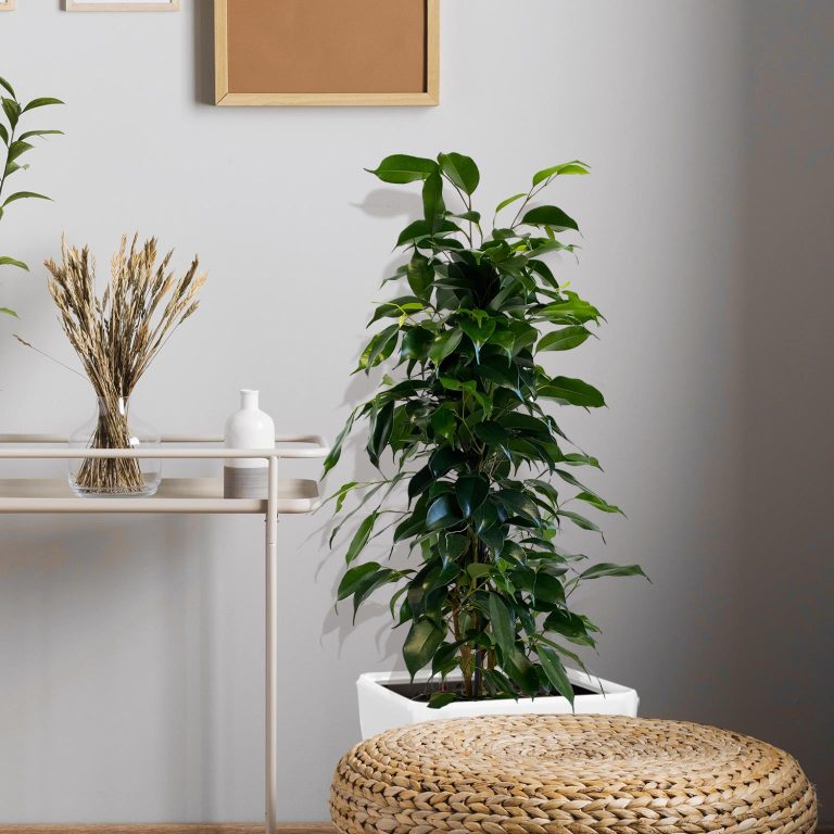 Fikus beniamiński (Ficus benjamina 'Danielle') 100cm