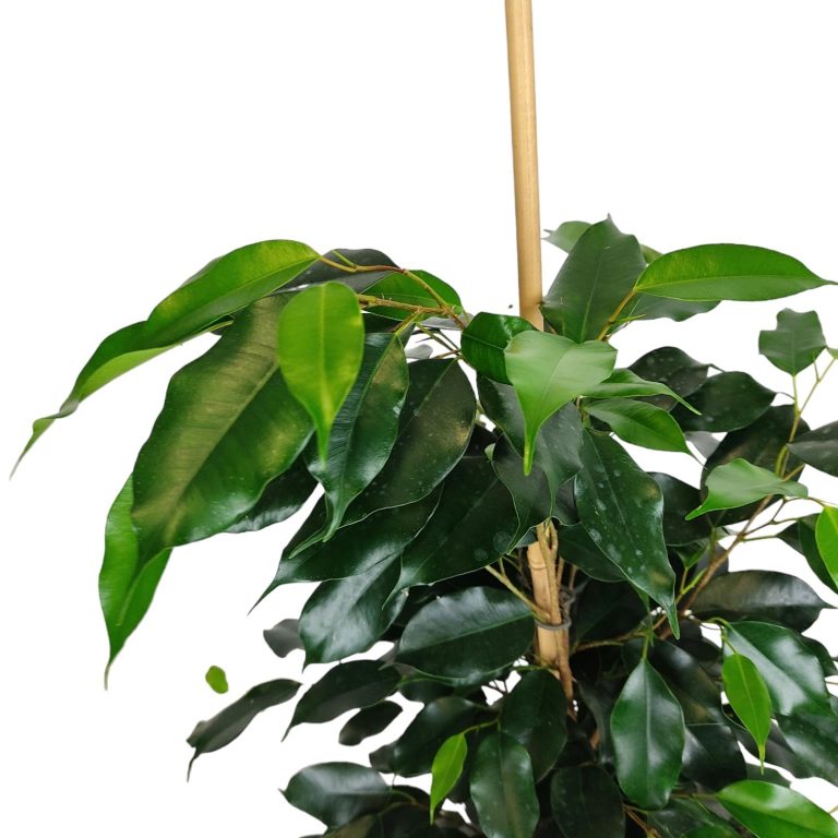 Fikus beniamiński (Ficus benjamina 'Danielle') 100cm