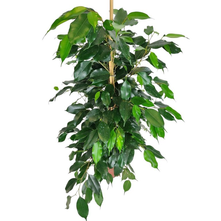 Fikus beniamiński (Ficus benjamina 'Danielle') 100cm