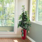 Fikus beniamiński (Ficus benjamina 'Danielle') 100cm