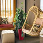 Fikus beniamiński (Ficus benjamina 'Danielle') 100cm