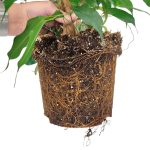 Fikus beniamiński (Ficus benjamina 'Danielle') 100cm