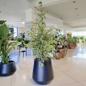 Fikus beniamiński (Ficus benjamina 'Golden King') 130-140cm