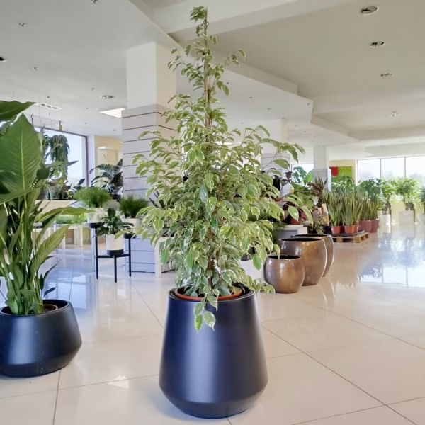 Fikus beniamiński (Ficus benjamina 'Golden King') 130-140cm
