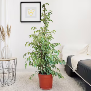 Fikus beniamiński (Ficus benjamina 'Golden King') 130-140cm