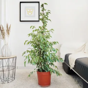 Fikus beniamiński (Ficus benjamina 'Golden King')  130cm