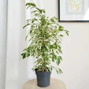Fikus beniamiński (Ficus benjamina 'Twilight') 70cm