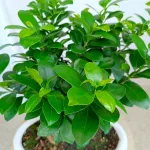 Bonsai figowiec tępolistny (Ficus Microcarpa 'Ginseng') w donicy 40cm