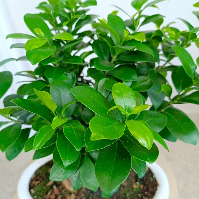 Bonsai figowiec tępolistny (Ficus Microcarpa 'Ginseng') w donicy 40cm