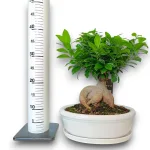 Bonsai figowiec tępolistny (Ficus Microcarpa 'Ginseng') w donicy 40cm