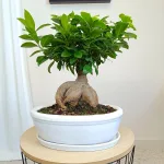 Bonsai figowiec tępolistny (Ficus Microcarpa 'Ginseng') w donicy 40cm