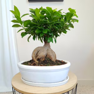 Bonsai figowiec tępolistny (Ficus Microcarpa 'Ginseng') w donicy 40cm