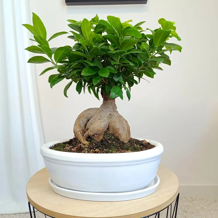 Bonsai figowiec tępolistny (Ficus Microcarpa 'Ginseng') w donicy 40cm