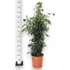 Fikus beniamiński (Ficus benjamina 'Danielle’) 130cm