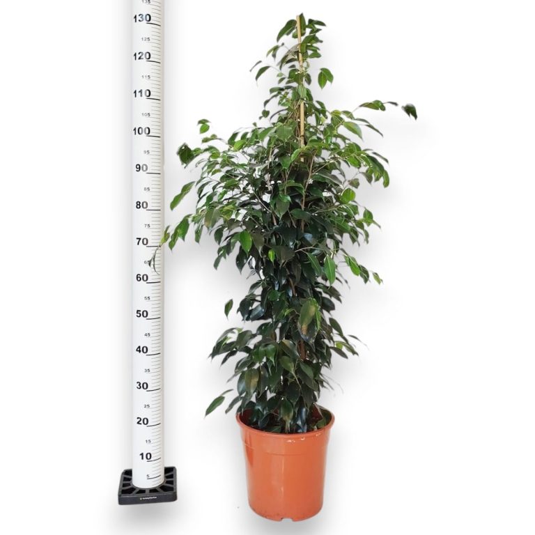 Fikus beniamiński (Ficus benjamina 'Danielle') 130cm