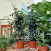 Fikus beniamiński (Ficus benjamina 'Danielle’) 130cm