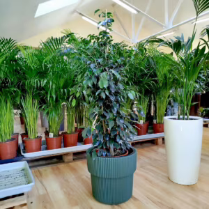 Fikus beniamiński (Ficus benjamina 'Danielle') 125-135cm