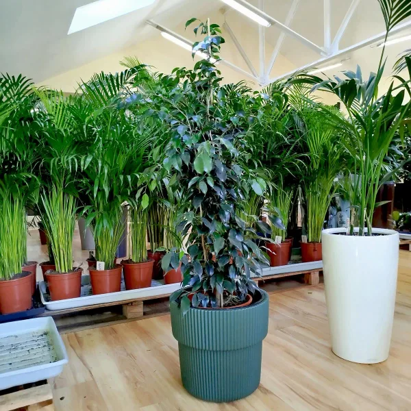 Fikus beniamiński (Ficus benjamina 'Danielle') 130cm