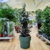 Fikus beniamiński (Ficus benjamina 'Danielle’) 130cm