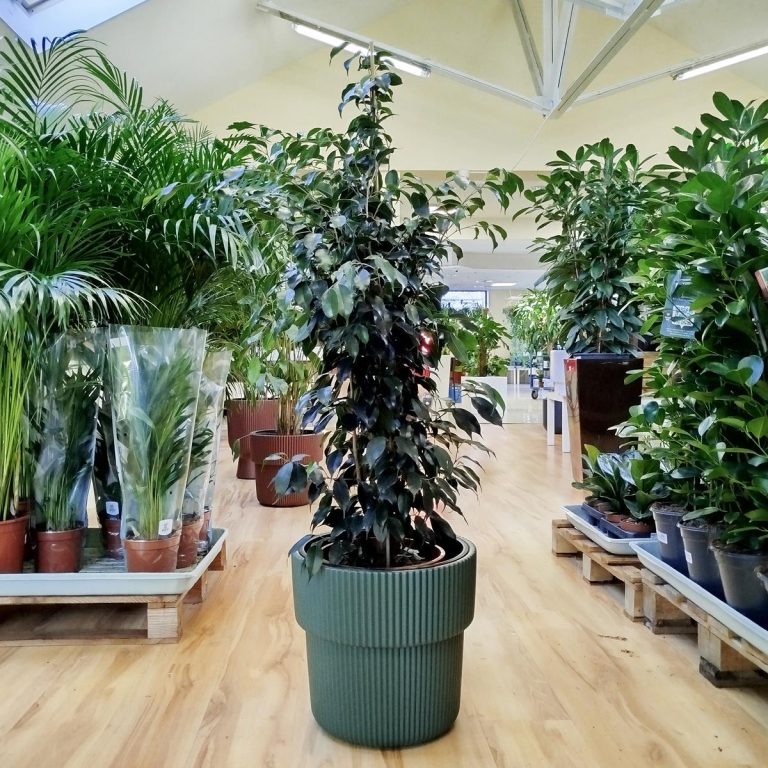 Fikus beniamiński (Ficus benjamina 'Danielle') 130cm