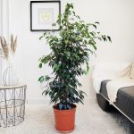 Fikus beniamiński (Ficus benjamina 'Danielle') 130cm