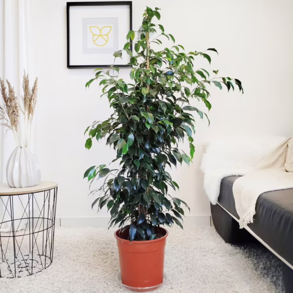 Fikus beniamiński (Ficus benjamina 'Danielle') 130cm
