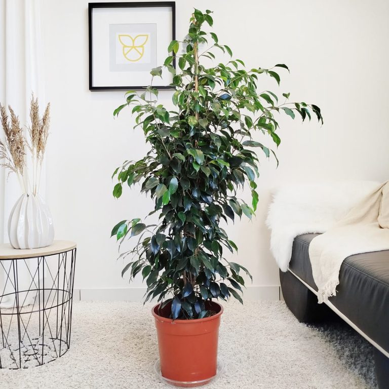 Fikus beniamiński (Ficus benjamina 'Danielle') 130cm
